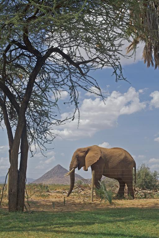 Villa Ashnil Samburu Camp à Archers Post Extérieur photo